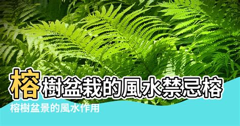 榕樹風水禁忌|榕樹盆景風水詳解（擺放位置、作用、風水禁忌）